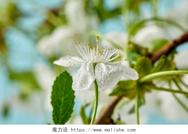 模糊背景上的白色樱花用蓝色的水滴覆盖的白色樱桃花特写镜头